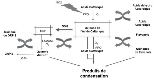 Figure 1: Enzymatic oxydation mechanism on musts (Source: Rigaud et al, 1990)