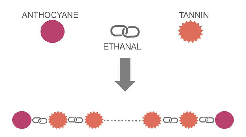 Figure 2: Principle of tannin-anthocyanin polymerization with the ethylene bridge. (Source: Vivelys)