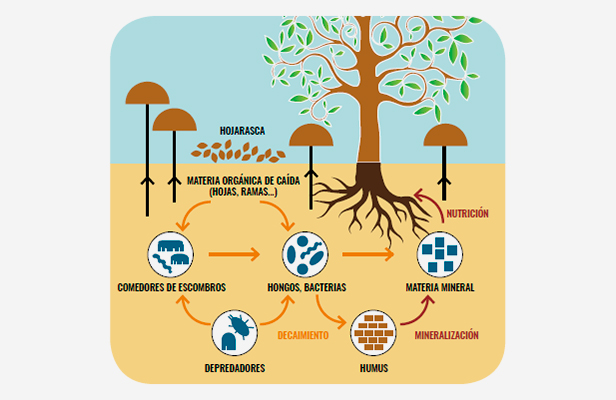 Living soil