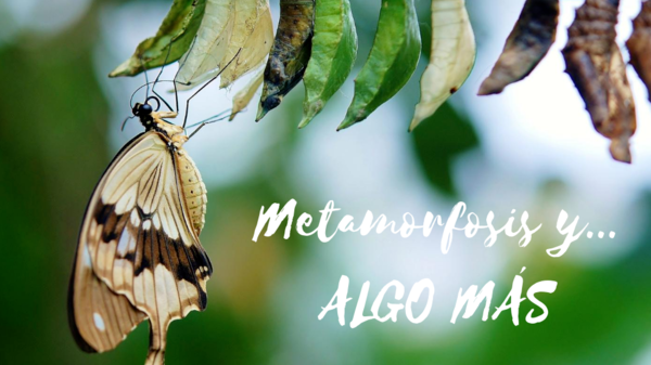 METAMORPHOSIS AND... SOMETHING ELSE