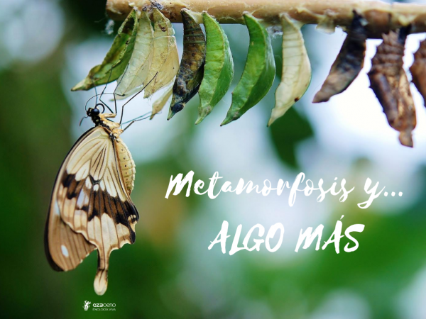 METAMORPHOSIS AND... SOMETHING ELSE