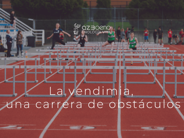 La vendimia, una carrera de obstáculos