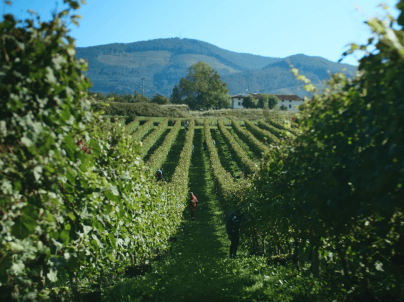 Smartfeed vineyard consultancy