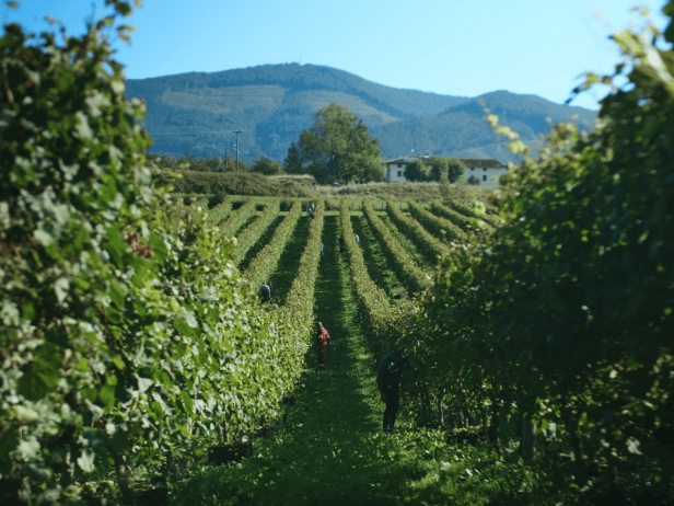 Smartfeed vineyard consultancy
